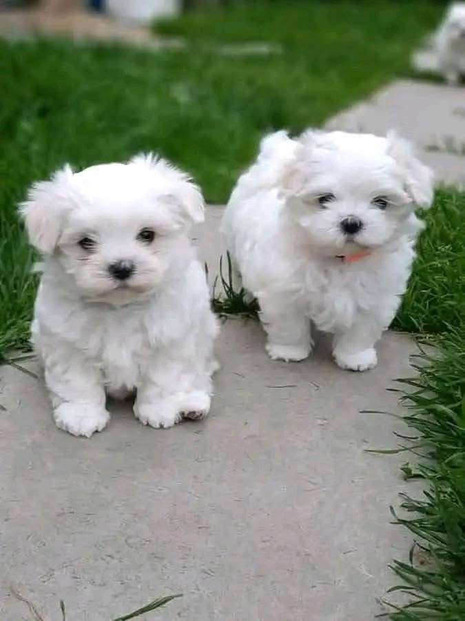 Maltese Terrier Sıfır Numara,Ev Doğumlu Bebeklerim