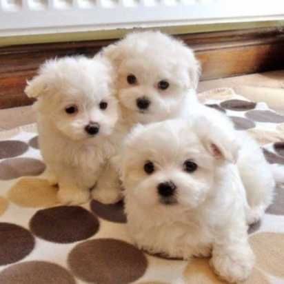 Maltese Terrier,Sıfır Numara Sevgi Yumaklarım